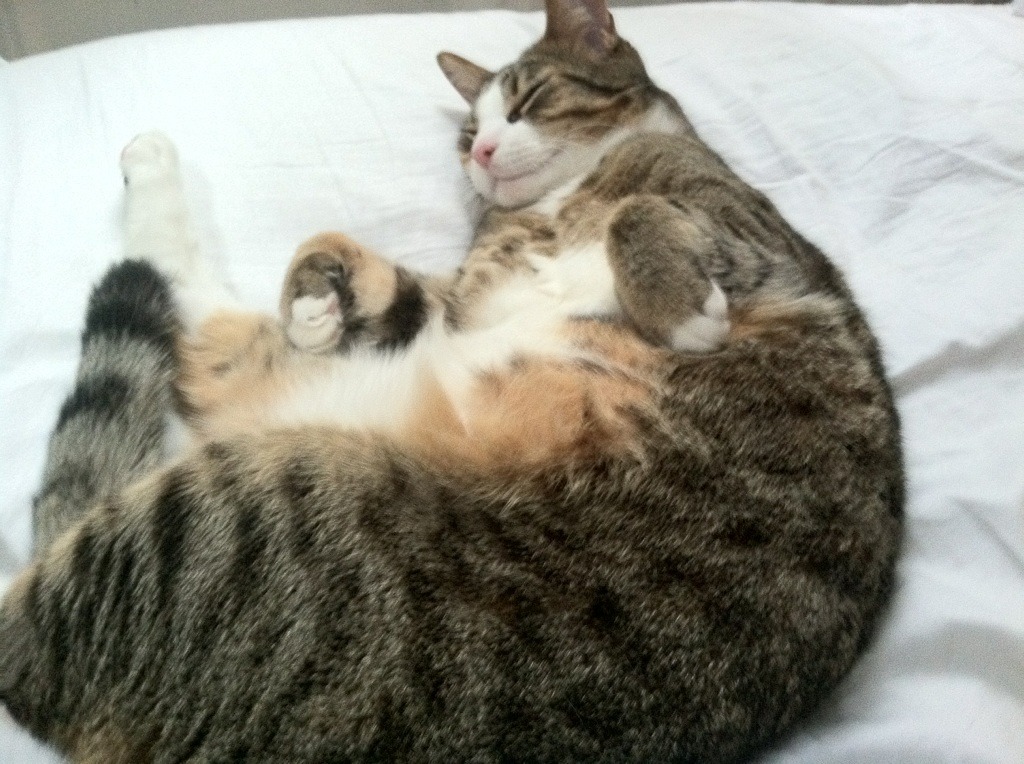 kaiyun开云体育-数据显示:蝶泳选手高频换气反致配速下降,蝶泳如何呼吸换气