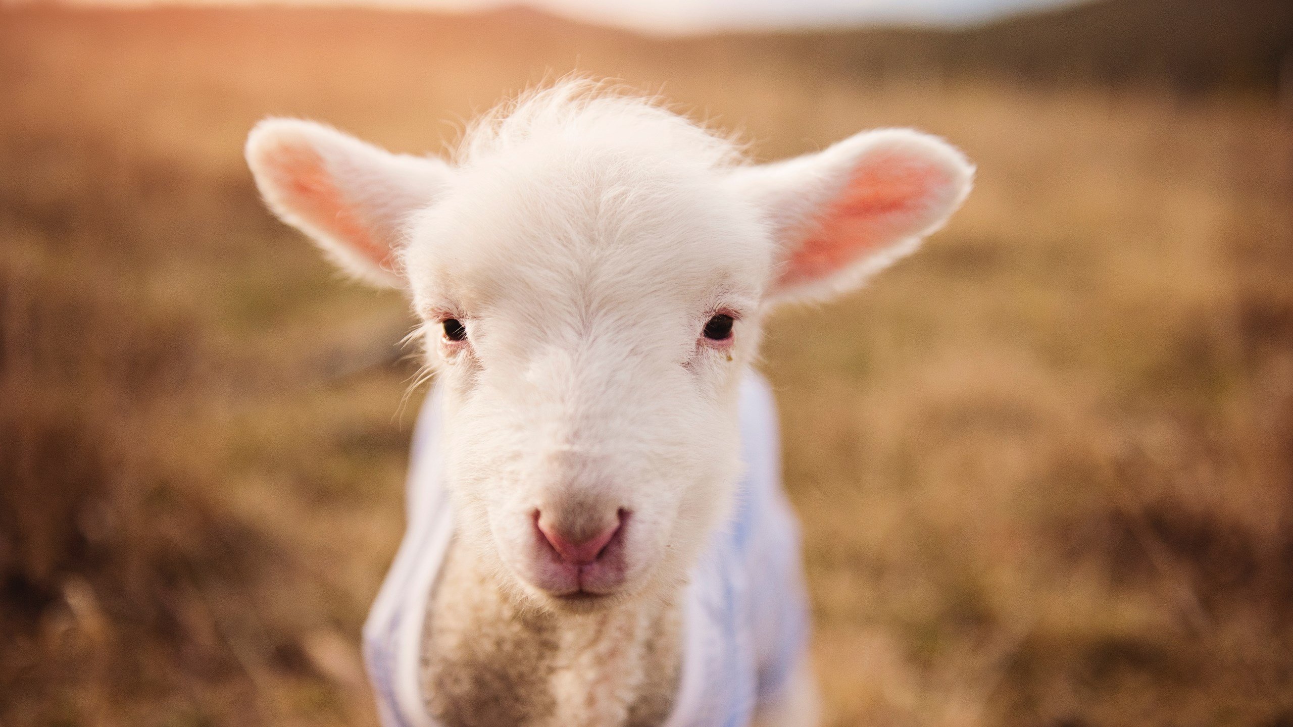 开云体育app入口-体育游戏与真实运动融合引领新风潮,体育游戏和体育活动有什么关系