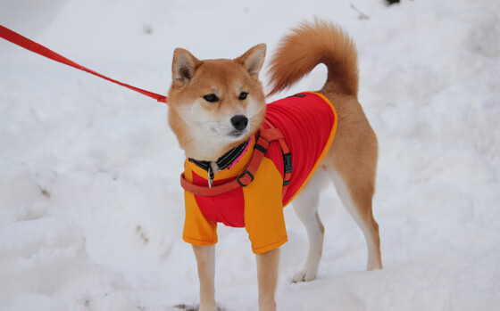 kaiyun开云体育-希腊女篮在欧洲锦标赛中再夺金牌,持续发力探索新辉煌,希腊女子篮球超级联赛ds