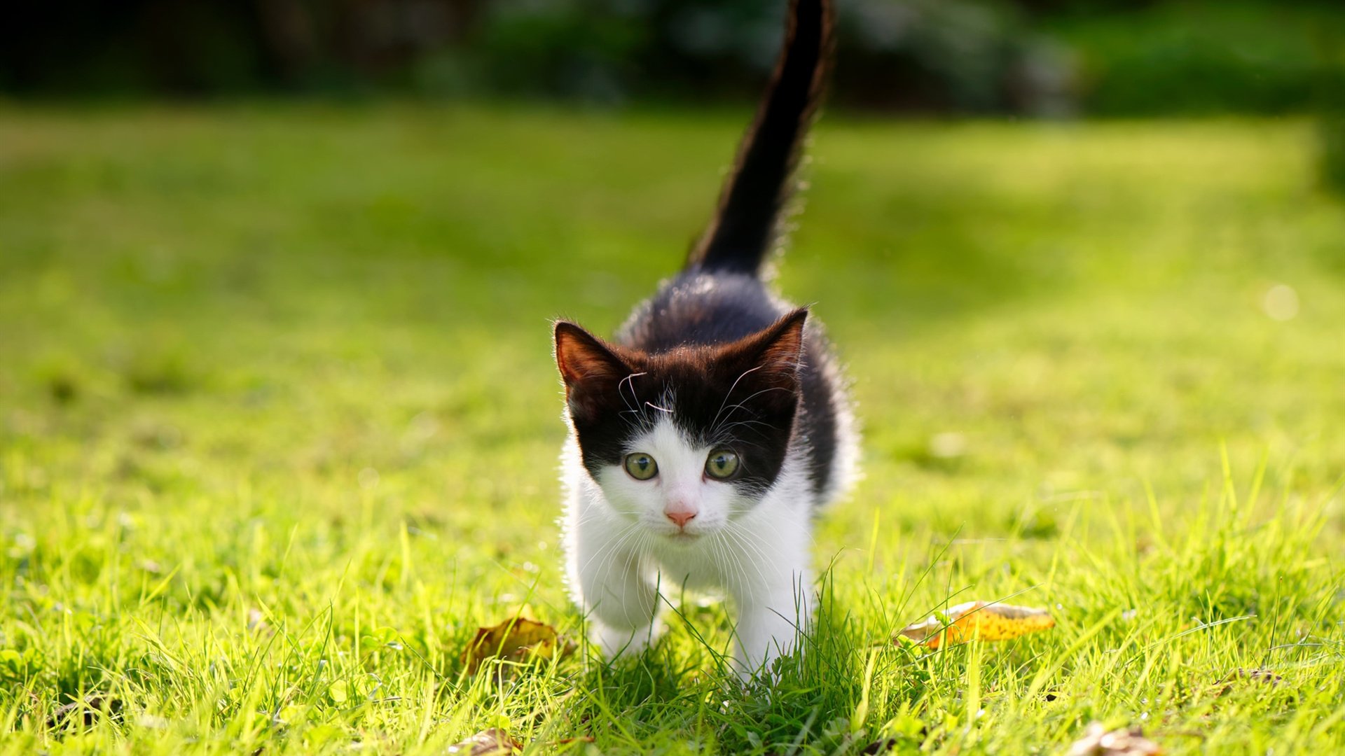 开云ky官网-步行者内线缺乏强硬导致失分严重,步行者内线球星